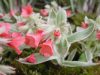 Show product details for Pulmonaria rubra David Ward